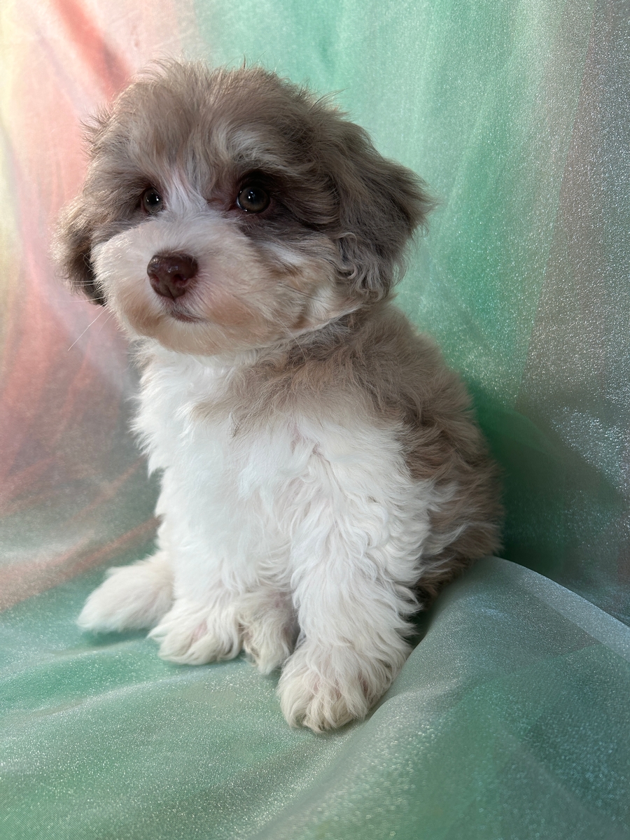 Female F1 Schnoodle Puppy for Sale $1200 DOB 10-20-2023